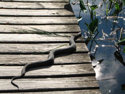 A FAT HEALTHY BEAUTIFUL SNAKE.
