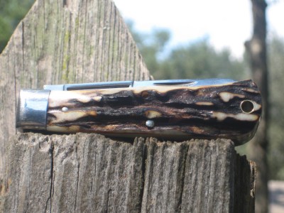 stag gecback side #3.jpg