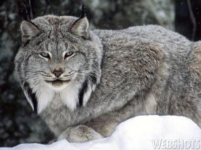 Canadian Lynx.jpg